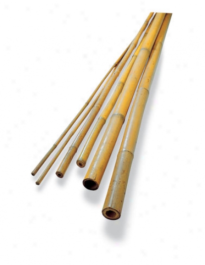 #4 Bamboo Poies, Regular Of 25