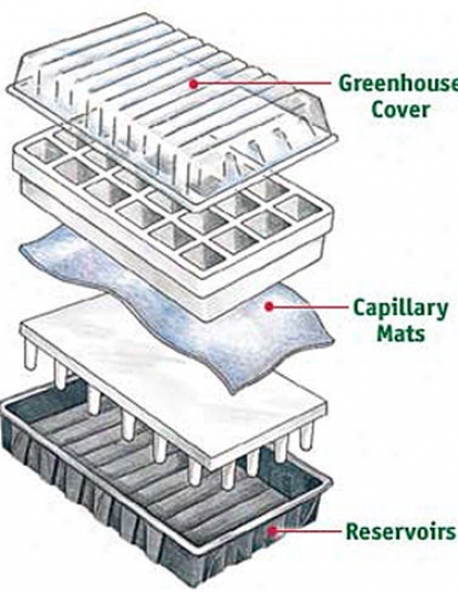 Aps-24 Planting Cells