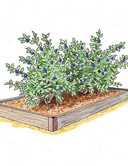 Blueberry Bed