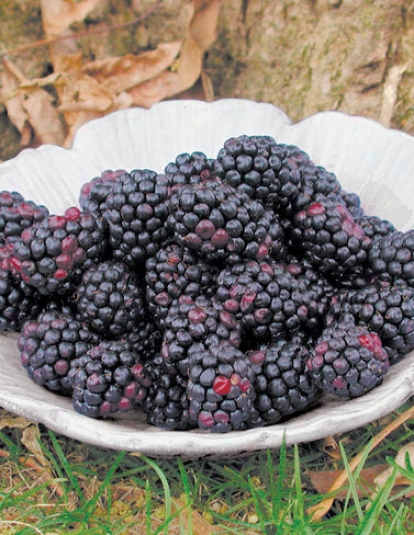 Chester Thornless Blackberries, 5 Canes