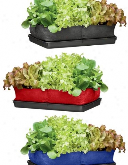 Colorful Salad Grow Bag