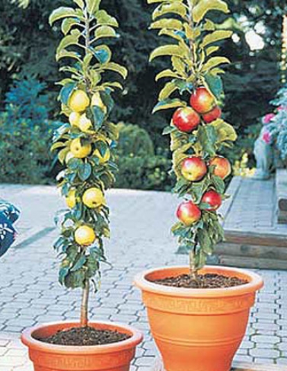 Columnar Apples, 2 Trees