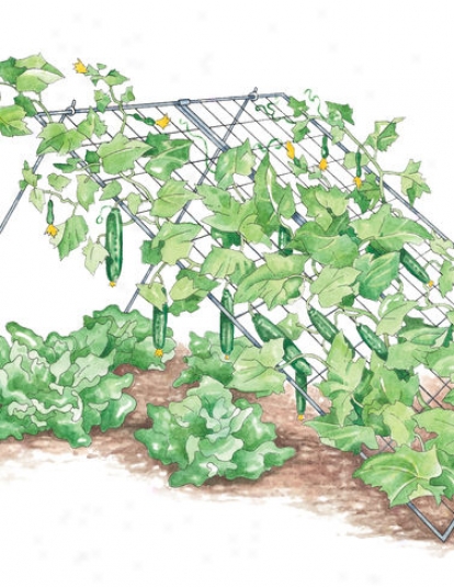 Cucumber Trellis, Medium