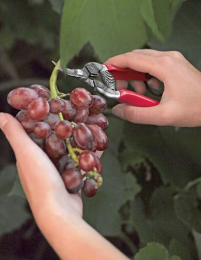 Curved Fruit Pruners