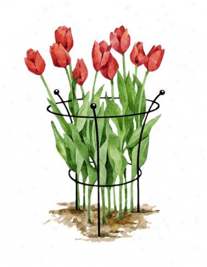 Essex Tulip Suppots, Set Of 2