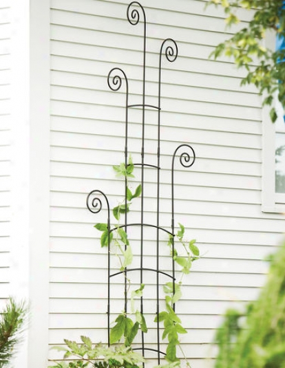 Fiddlehead Trellis