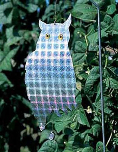 Great Horned Owl Sentry