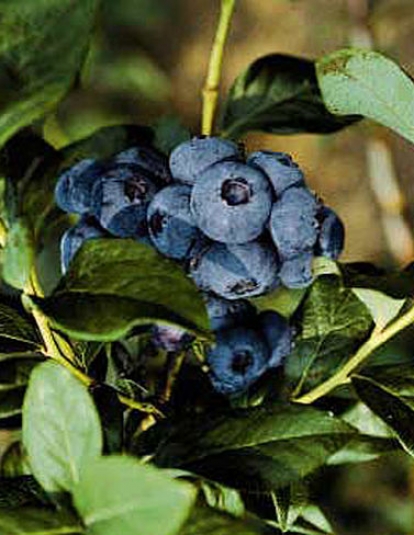 Hardy Blueberries, Set Of 2
