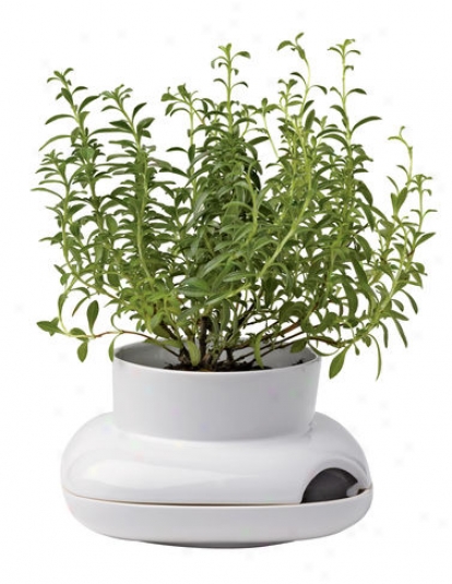 Herb Pot