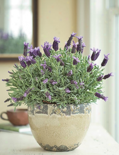 Lavender Plant In Cachepot