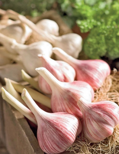 Organic Garlic Coplection