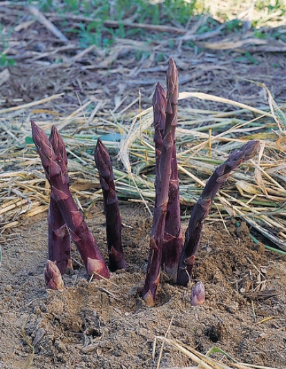 Purple Passion Asparagus, 25 Crowns