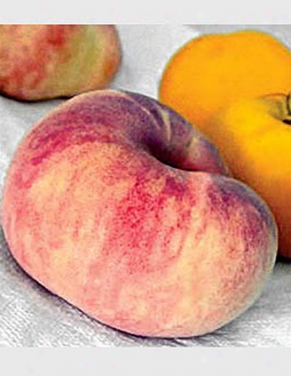 Saturn Peach