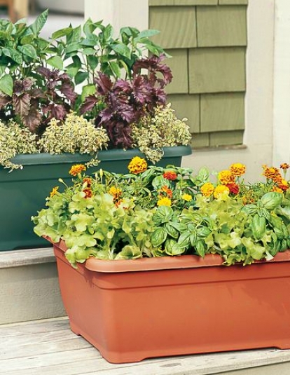 Self-watering Patio Planter, Terra Cottaa