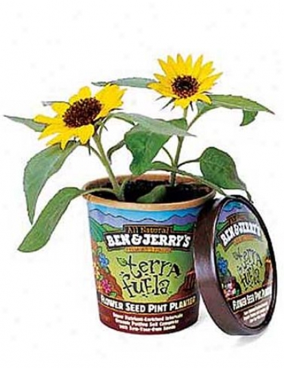 Terra Fuela Sunflower Kit