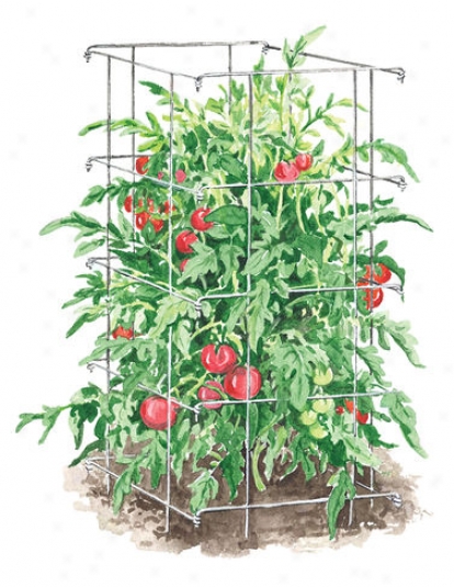 Tomato Cage