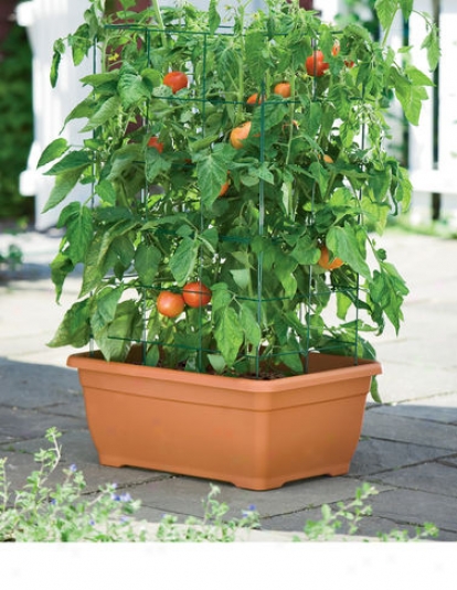 Tomato Success Kit