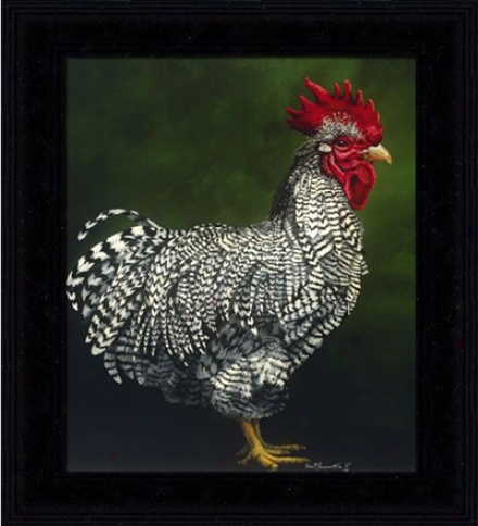 'plymouth Rock Cockerel' Print