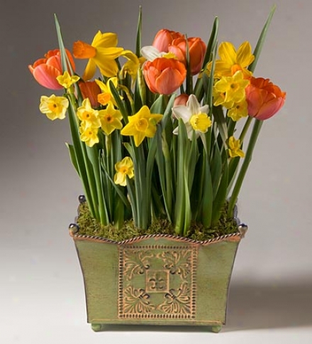 Citrus Colors Bulb Garden In A Reusable Basket