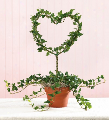 Heart-shaped Ivy Topiary