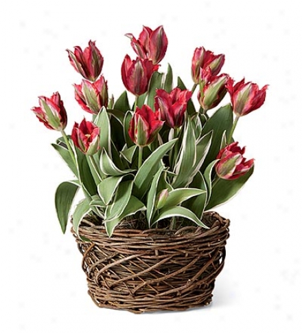 Hollywood Tulips Best part Bulb Garden By the side of Rattan Basket