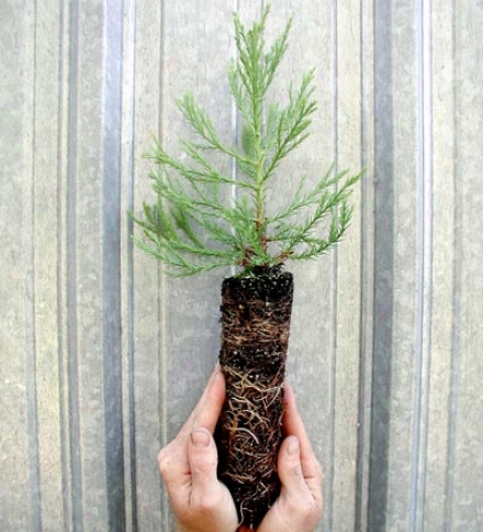 Live Giant Sequoia Tree Seedling