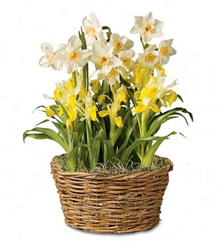 Narcissus And Yellow Iris Flower Bulb Garcen