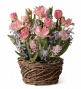 Spring Bulb Flower Ga5den5 Tulips, 3 Hyacinths, 2 Narcissus