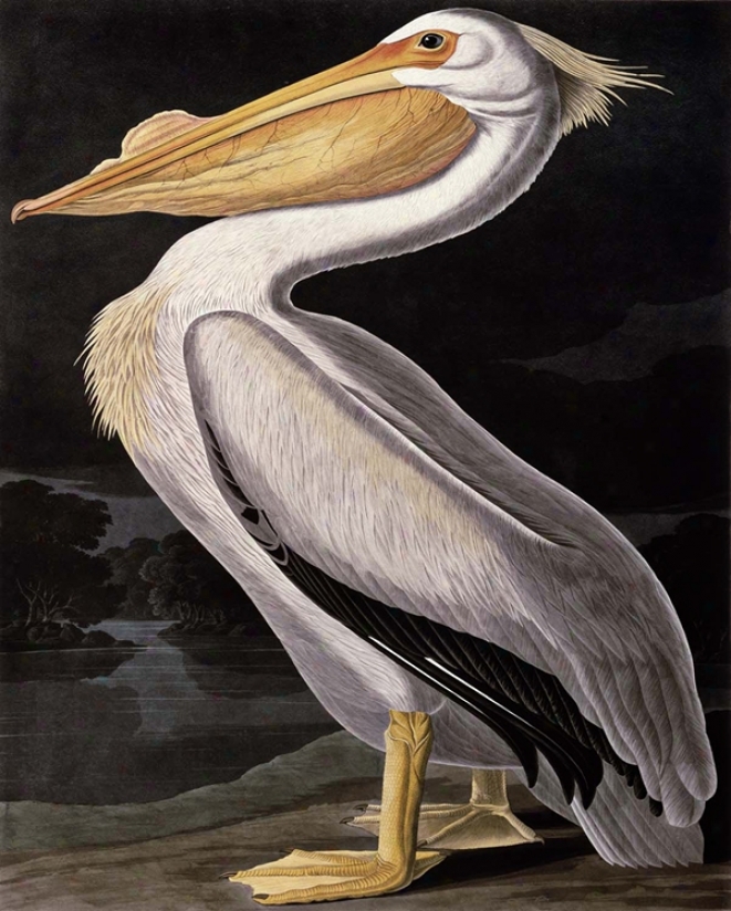 American White Pelican Guclee 40" High Canvas Wall Art (n1810)