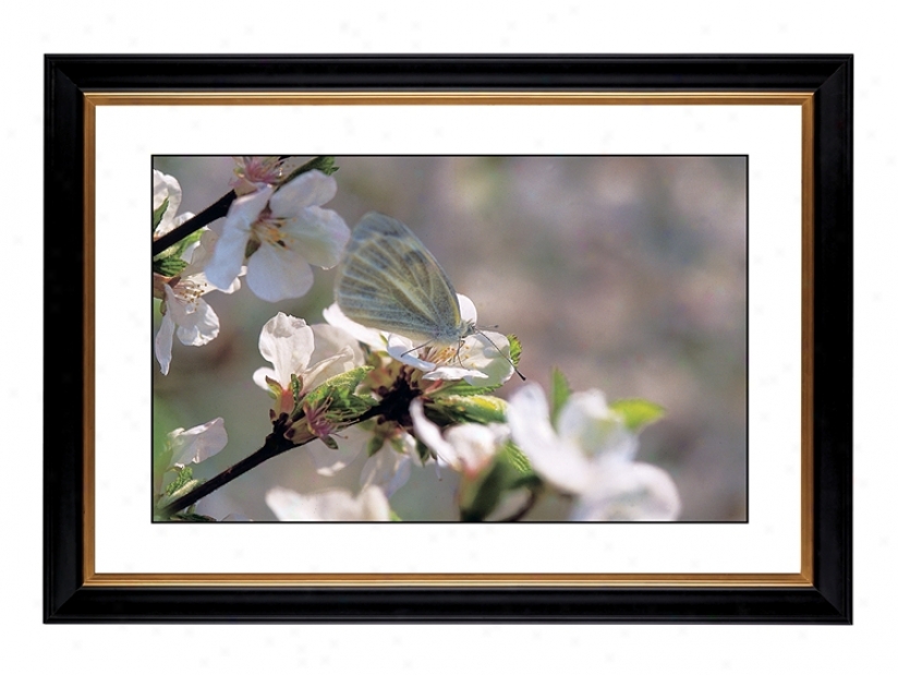 Cherry Blossoms Giclee 41 3/8" Wide Wall Art (54079-80384)