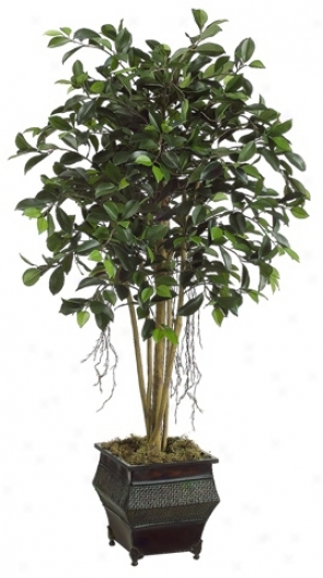 Ficus Tree Witj Moss Botanical Arrangement (r8449)