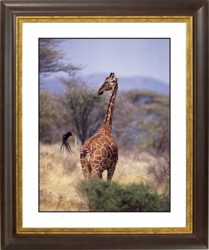 Serengeti Giraffe Gold Bronze Frame Giclee 20" High Wall Art (f0715-18019)