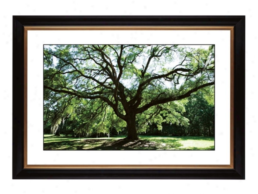 Spreading Tree Giclee 41 3/8" Wide Wall Art (57760-80384)