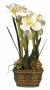 White Triple Amaryllis Flower Arrzgement (30150)
