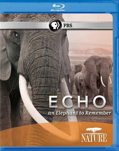 Nature: Echo - An Elephant To Remember