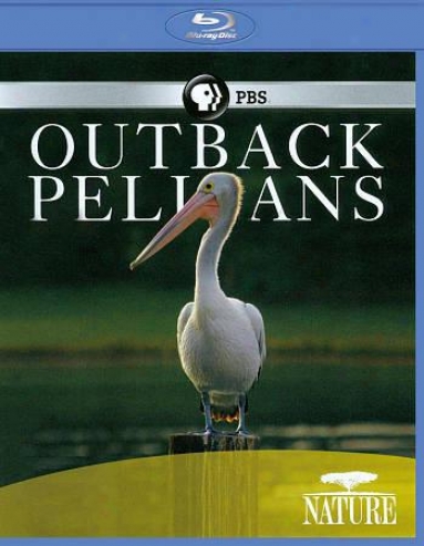 Nature: Outback Pelicans
