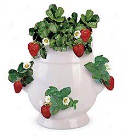 Ceramic Strawberry Planter