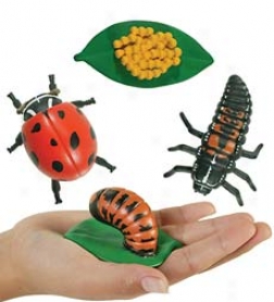 Detailed Oversized Insect Life Stage Sets