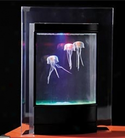 Jellyfish Aquarium