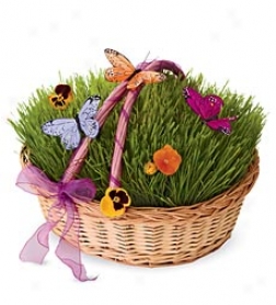 Living Grass Set With Willow Wicker Basket