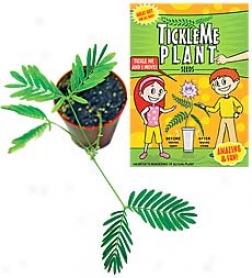 Tickle Me Plant Set Of 6 With Greenhouse