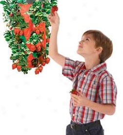 Upside-down Strawberry Plantet