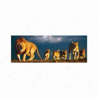 Educa Lion Family Panorama Series Puzzle: 1000 Pc Ages 12 And Up