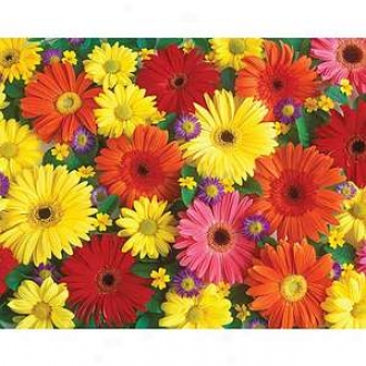 Ravensburger Large Piece Delighttful Daisies 300 Pcs Ages 13+